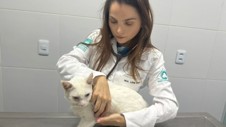 Esporotricose: o gato não é o culpado!