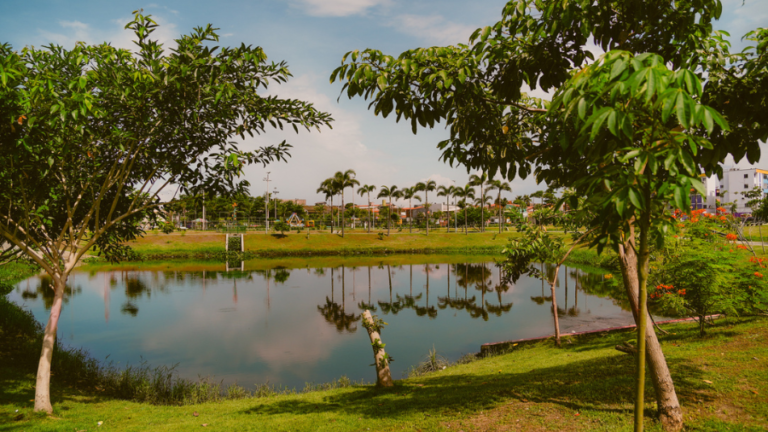 Fortaleza é a 1º cidade do Nordeste e 3º do Brasil que mais investe em áreas verdes, segundo Tree Cities of the World 2023