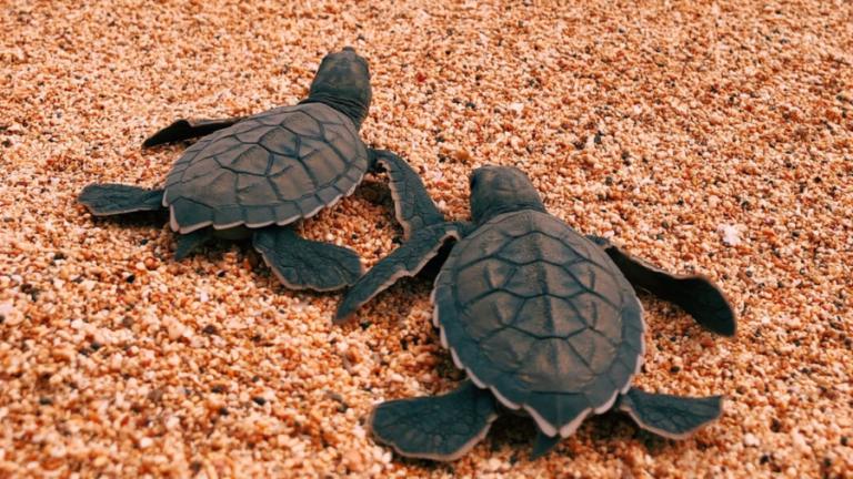 Da areia ao mar: nova soltura de tartarugas marinhas acontece no BS Ville