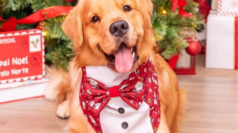 Dog Noel no Jardins Open Mall: evento especial de Natal para os pets