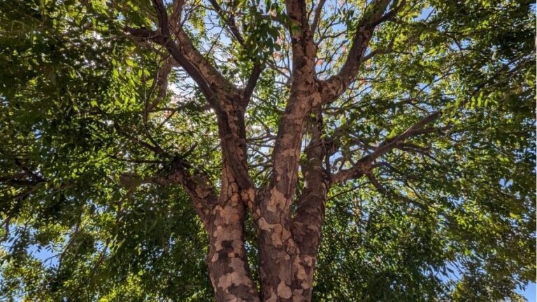 Estudantes podem participar da convocatória fotográfica “Abraço a Terra – Uma Experiência Imersiva”