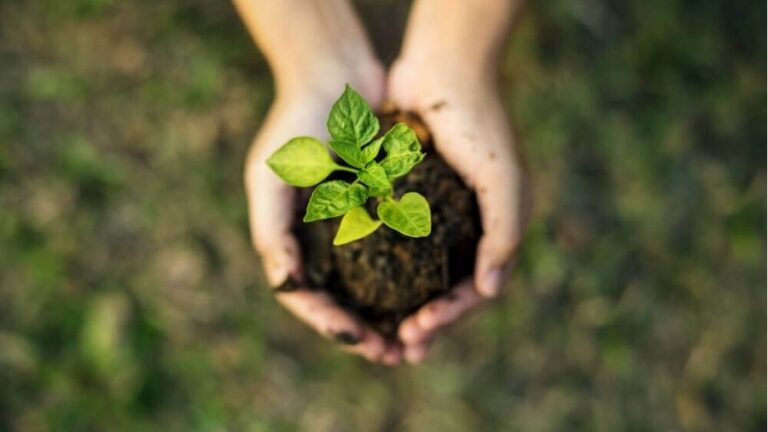DCDN aposta em sustentabilidade e reduz impacto ambiental com ações inovadoras no nordeste