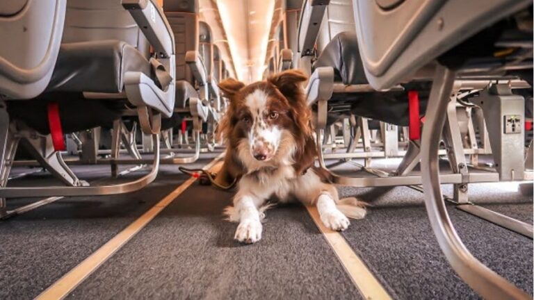 Saiba como evitar o estresse dos pets durante as viagens de férias 