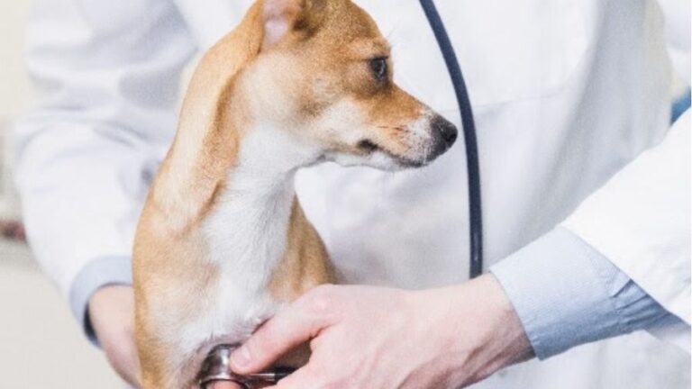 Dicas de primeiros socorros: cuidados essenciais para garantir a segurança dos pets